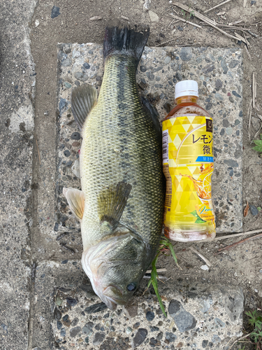 ブラックバスの釣果