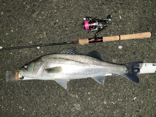 シーバスの釣果