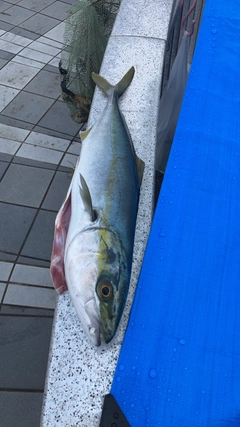 ハマチの釣果