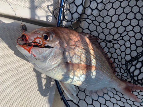 マダイの釣果