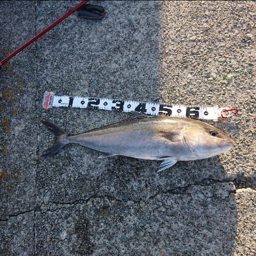 カンパチの釣果