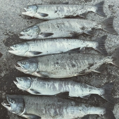 シロザケの釣果