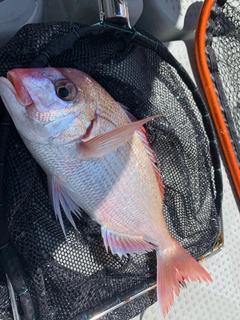 チダイの釣果