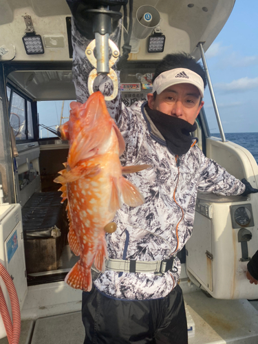 タヌキメバルの釣果