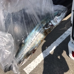 サゴシの釣果