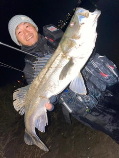 マルスズキの釣果