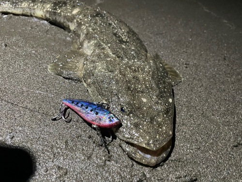 マゴチの釣果