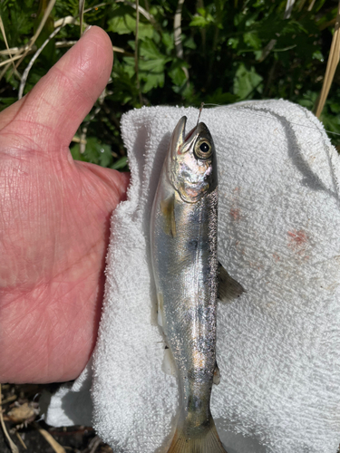 ニジマスの釣果