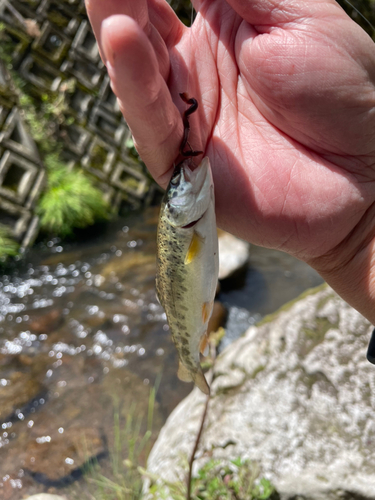 ニジマスの釣果