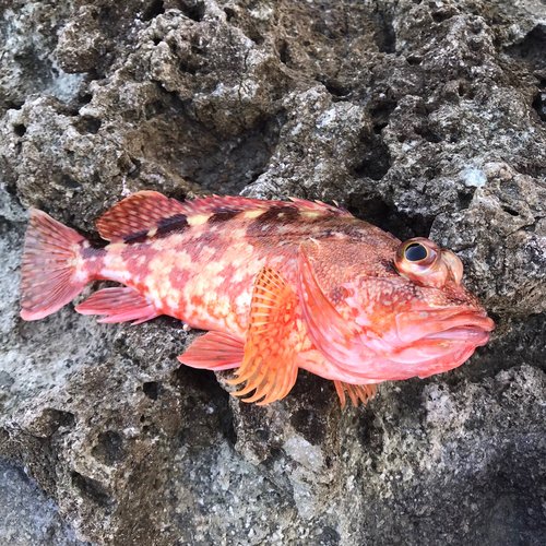 ガシラの釣果