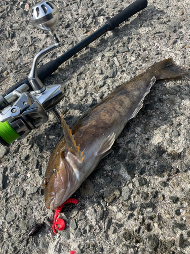 アブラコの釣果