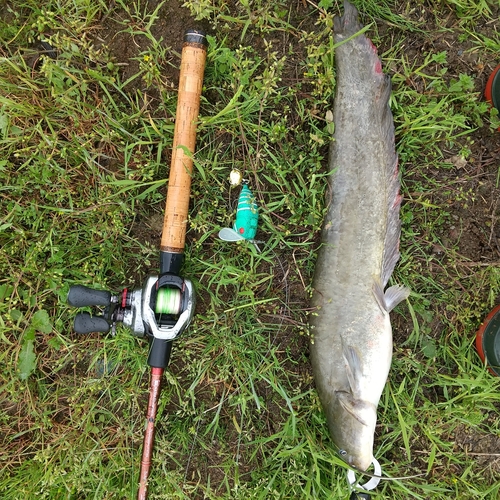 マナマズの釣果