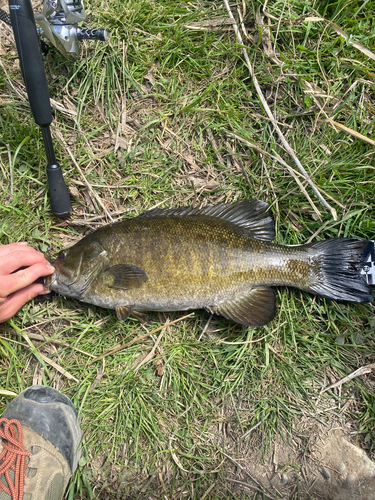 スモールマウスバスの釣果