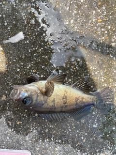 メバルの釣果
