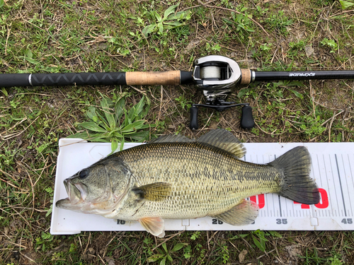 ブラックバスの釣果