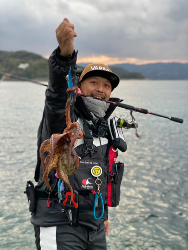 タコの釣果