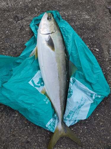 メジロの釣果