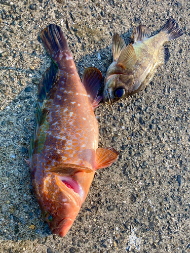 キジハタの釣果