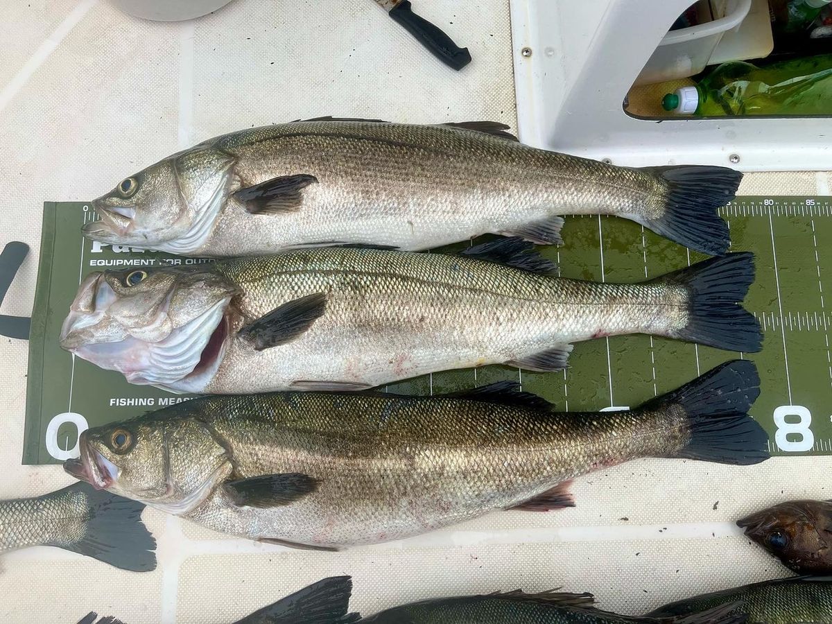 小名浜てつ丸さんの釣果 3枚目の画像