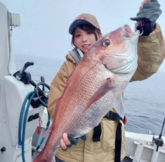 マダイの釣果