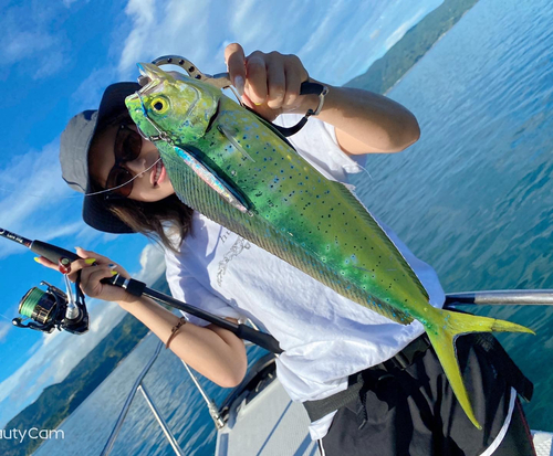 シイラの釣果