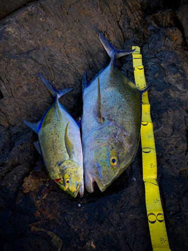 カスミアジの釣果