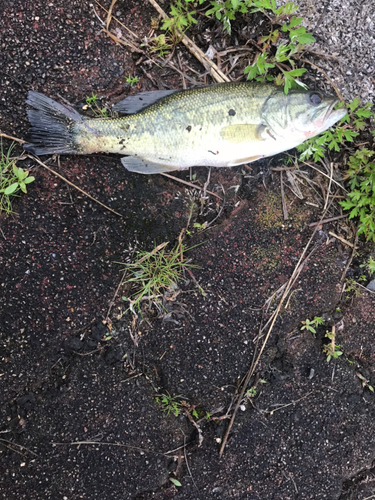 ブラックバスの釣果