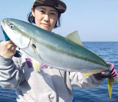 ヒラマサの釣果