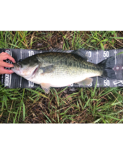 ブラックバスの釣果