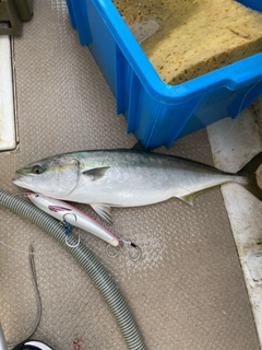 ハマチの釣果