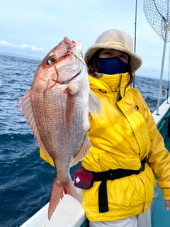 マダイの釣果