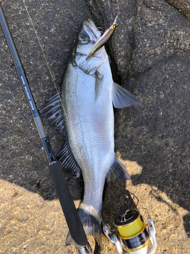 ヒラスの釣果