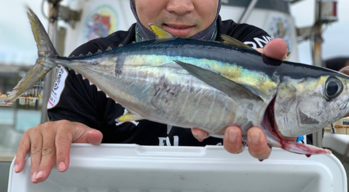 キハダマグロの釣果