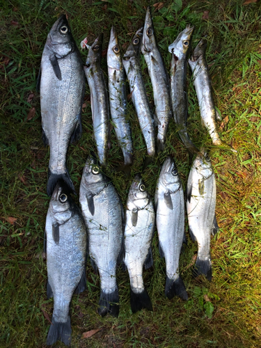 オオメカマスの釣果