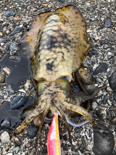 アオリイカの釣果