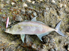 カンパチの釣果