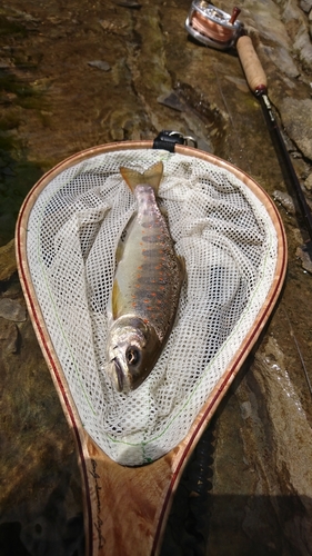 アマゴの釣果