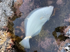 ヒラメの釣果