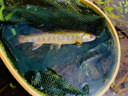 オショロコマの釣果