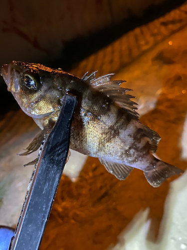 シロメバルの釣果