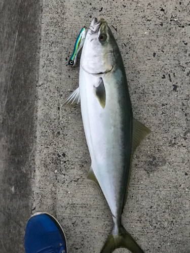 ヤズの釣果