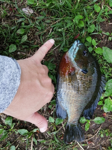 ブルーギルの釣果