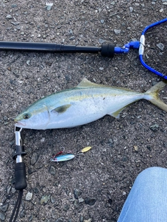 ハマチの釣果