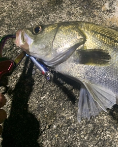 シーバスの釣果