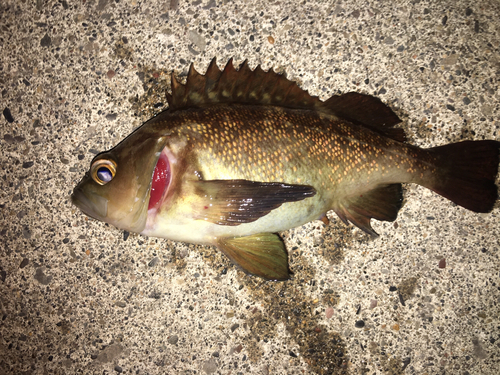 ガヤの釣果