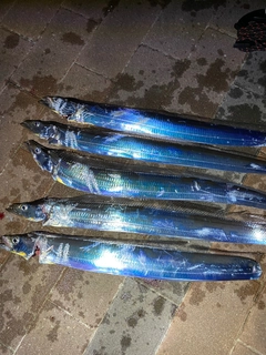 タチウオの釣果