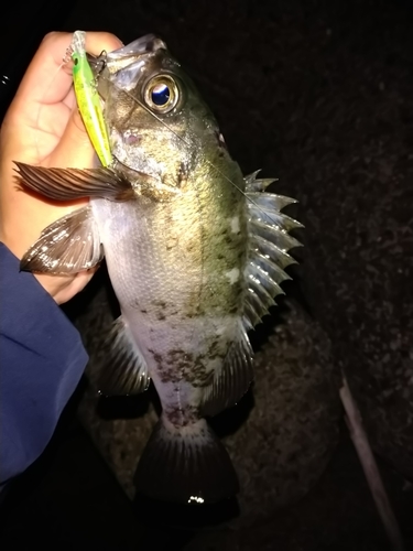 クロメバルの釣果