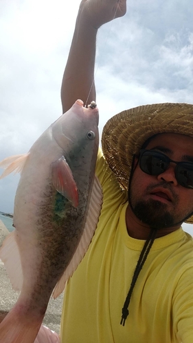 イチモンジブダイの釣果