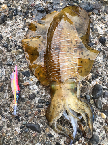 アオリイカの釣果