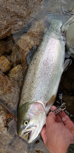 ニジマスの釣果